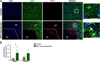 Characterization of Cortical Glial Scars in the Diisopropylfluorophosphate (DFP) Rat Model of Epilepsy